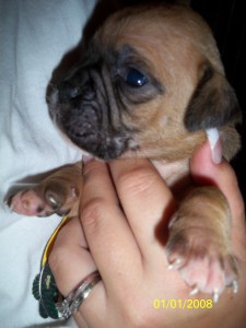 CKC Registered Bully-Boxer puppies