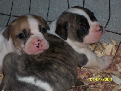 NKC American Bulldog puppies